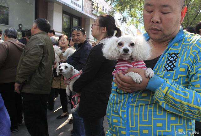 宠物医院能否办理狗证？全程指南及注意事项解析